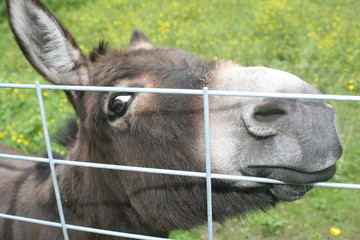 donkey friend