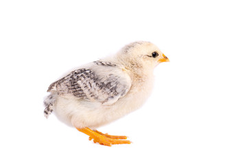 Small chicken isolated on white background. Newborn chicken with clipping path.