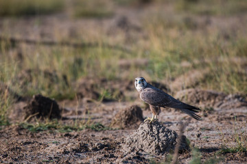 Obraz na płótnie Canvas Laggar falcon or Falco jugger portrait.Looks aggressive and Sitting on a mud perch at Velavadar Blackbuck National Park, india