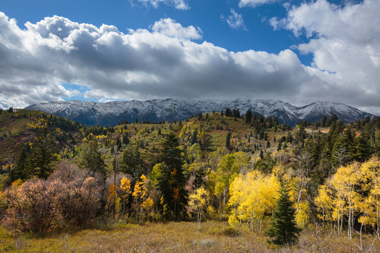 Aspen trees near Wasatch Mountain Range, USA