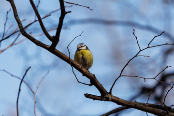 Eurasian blue tit/ Bird tit sitting on a tree branch against the blue sky. blue tit  life in spring nature