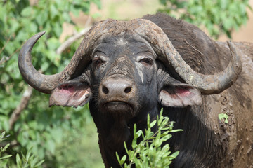 Obraz premium Kaffernbüffel / Buffalo / Syncerus caffer