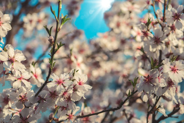 branch of pink flowers against the soft blue sky background
