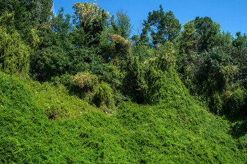 Steep slope of a hill overgrown with lush vegetation closeup as natural background