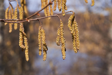 Naklejka premium Blossoming alder in the spring. Earrings with seeds
