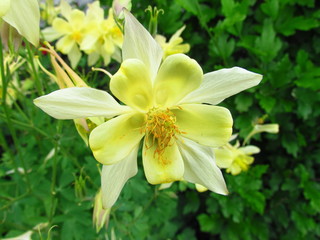 Yellow columbine blossom, botany name Aquilegia, other name granny's bonnet, close-up, unpretentious garden perennial