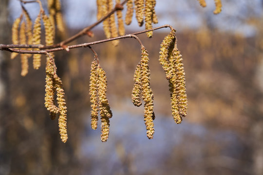 Blossoming alder in the spring. Earrings with seeds