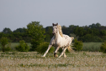 Pferde Friesen Mix Wallach im Galopp auf einer trockenen Wiese im Hochsommer interessante Fellfarbe...