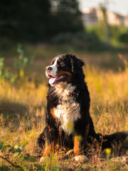 Bernese mountain dog in the yellow field and blue sky.