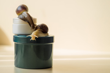 Two Achatina snails and cosmetics on the light background. Extreme close-up macro photography. Mollusks on the jars. Anti-aging slime. Selective fokus.