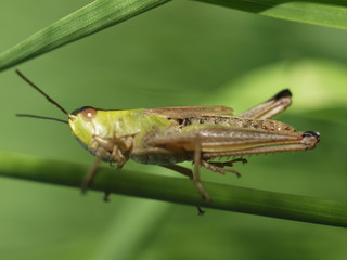 Macro of a green grasshopper balancing on a blade of grass