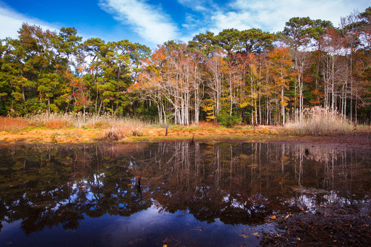 Vibrant Black gum trees reflect in a pond along the Blueberry Ridge Trail.