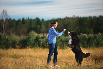 young man walking with Bernese Mountain Dog on the summer field