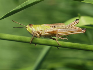 Macro of a green grasshopper balancing on a blade of grass