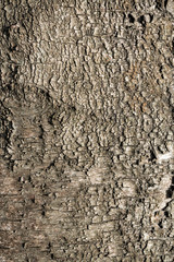 Textura de madera