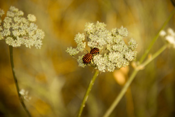 spring mating of beetles on the grass