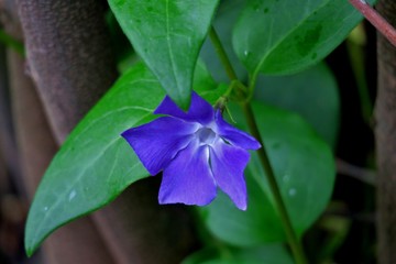 beautiful blue flower with green leaves close up
