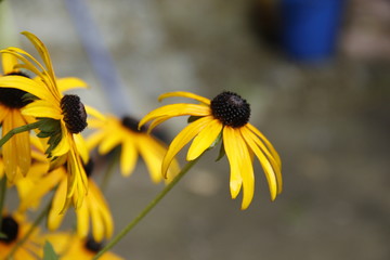 yellow daisies with black middle