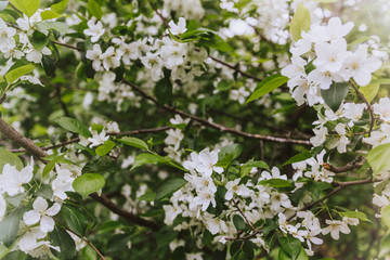 Cherry apple blooms in the sun and rain spray over the blurred background of nature. Spring flowers. Spring Background with bokeh. spring blossom . summer mood. space for text.  sunlight. 