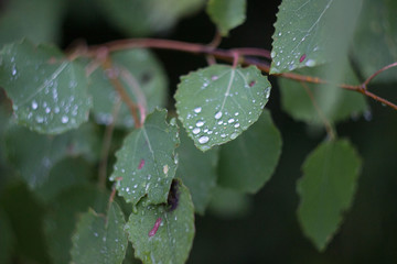 birch leaves