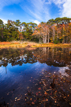 Vibrant Black gum trees reflect in a pond along the Blueberry Ridge Trail.