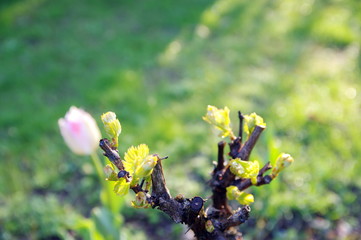 bourgeons de vignes