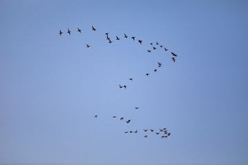 Flying birds. Sunset nature background. Birds: Red crested Pochard. Netta rufina.