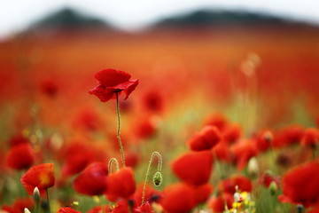Obraz premium Landwirtschaft rotes sattes Mohnfeld