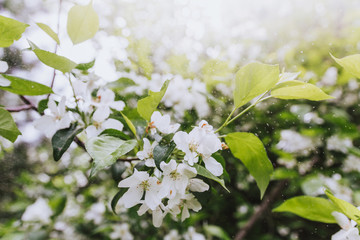 Cherry apple blooms in the sun and rain spray over the blurred background of nature. Spring flowers. Spring Background with bokeh. spring blossom . summer mood. space for text. 