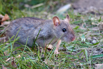 Brown rat (Rattus norvegicus)
