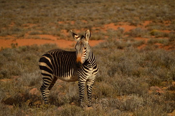 zebra in africa