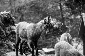 Fototapeta premium Alpensteinbock auf Felsen
