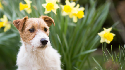 Cute jack russell pet dog puppy with daffodil easter flowers in spring, web banner