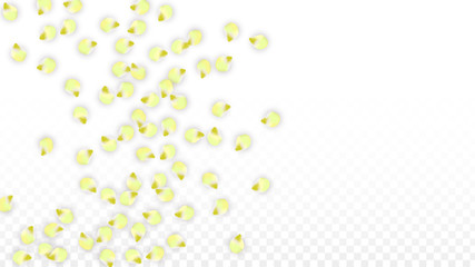 Vector Realistic Pink Petals Falling on Transparent Background.  Spring Romantic Flowers Illustration. Flying Petals. Sakura Spa Design. Blossom Confetti.