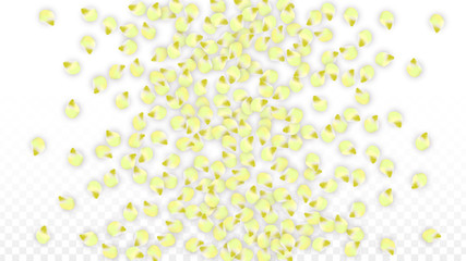 Vector Realistic Pink Petals Falling on Transparent Background.  Spring Romantic Flowers Illustration. Flying Petals. Sakura Spa Design. Blossom Confetti.