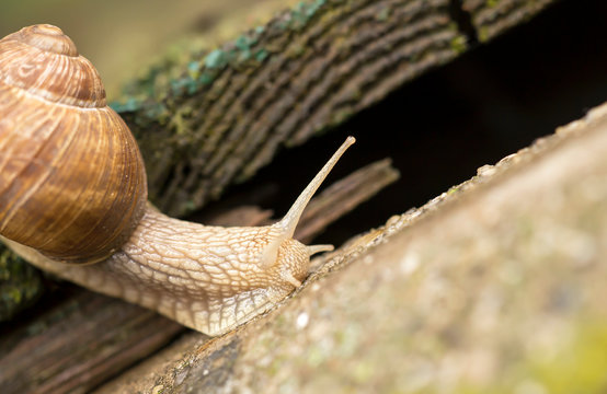 Snail crowling on the ground, slow web concept, copy space