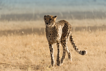Cheetah