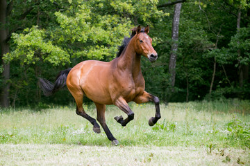 Pferd braunes Warmblut auf der Weide Wallach im vollem Galopp auf einer Pferdekoppel Bergaufgalopp...