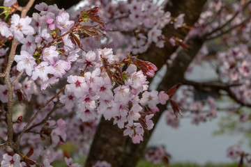Blüten der japanischen Zierkirsche im Detail