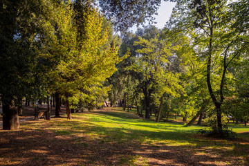 Roma il verde