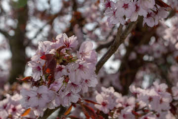 Blüten der japanischen Zierkirsche im Detail