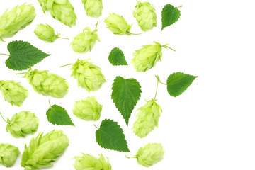 Hop cones isolated on white background. Beer brewing ingredients. Beer brewery concept. Beer background. Top view