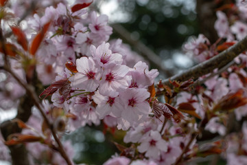 Blüten der japanischen Zierkirsche im Detail