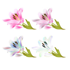 Stem Lily flowers multi colored and pink Lilium candidum, on a white background  vintage vector illustration editable Hand draw