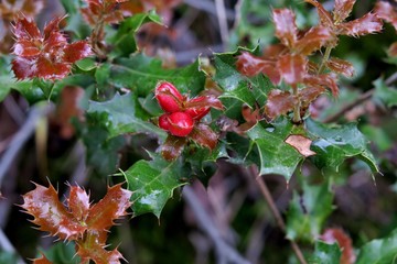 beautiful plant with green-maroon leaves and small red berries
