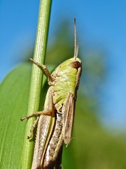 Macro of a green grasshopper balancing on a blade of grass