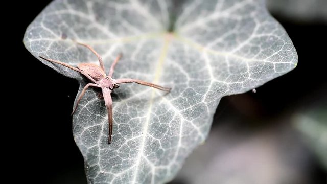 hobo spider web