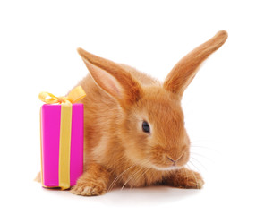 One brown rabbit with gift.