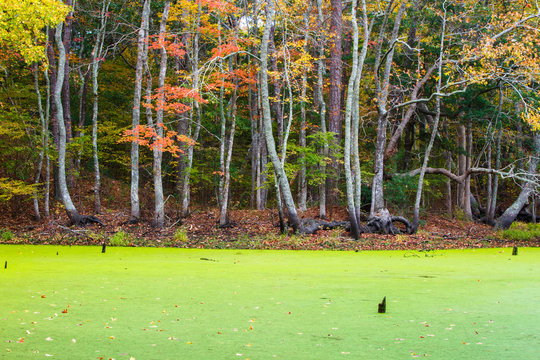 Autumn colors over a colorful freshwater pond along the Old Nags Head Woods Road.