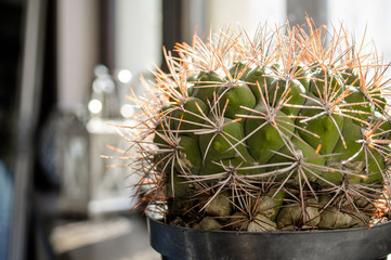 Tiny green little cactus on the window